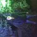 Я Илья, 35, из Каменска, ищу знакомства без обязательств