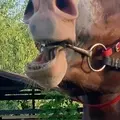 Динислам из Хасавюрта, ищу на сайте постоянные отношения